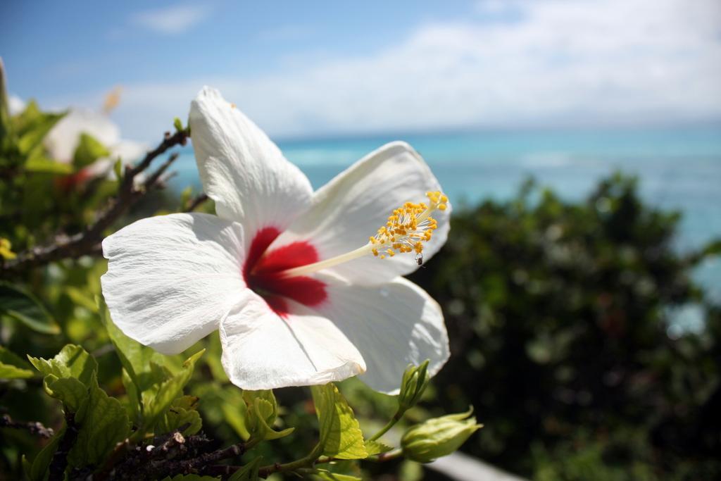 Surf Side Beach Club Leilighet Mount Pleasant Eksteriør bilde